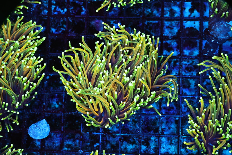 Ignited Dragon Torch Coral Colony WYSIWYG - SAQ Coral Farm