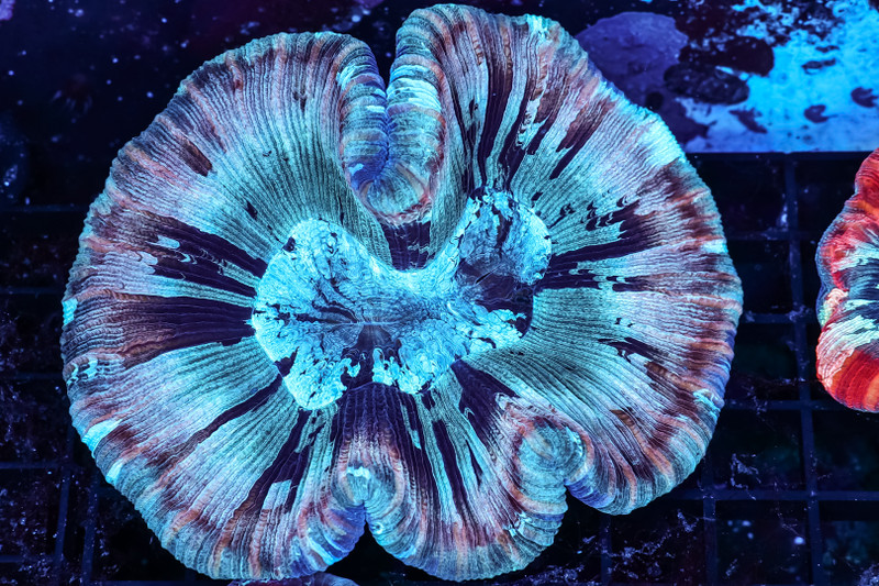 Tranquil Dream Wellsophyllia Coral WYSIWYG - SAQ Coral Farm