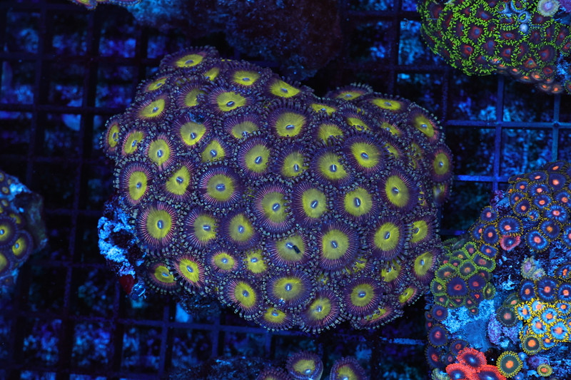 Yellow-Purple Zoanthid Rock WYSIWYG - SAQ Coral Farm