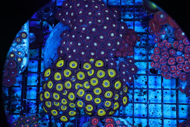 Multi-Zoanthid Rock WYSIWYG - SAQ Coral Farm