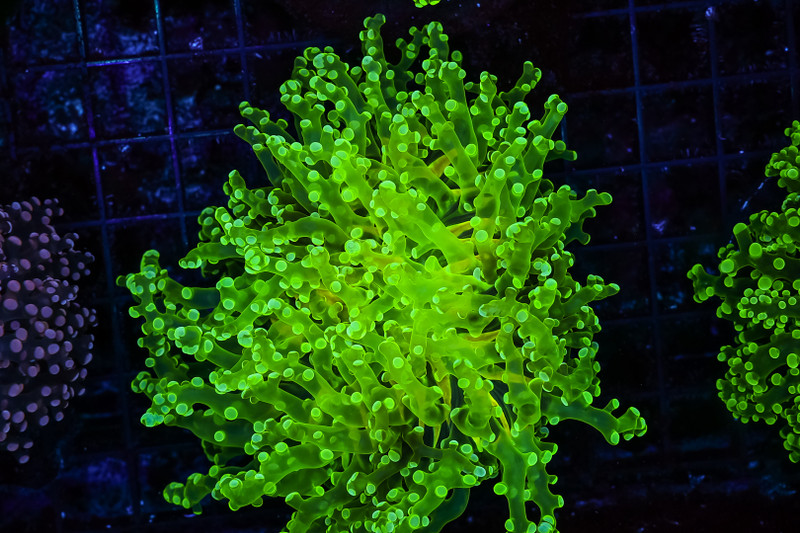 Neon Frogspawn Coral Colony WYSIWYG - SAQ Coral Farm