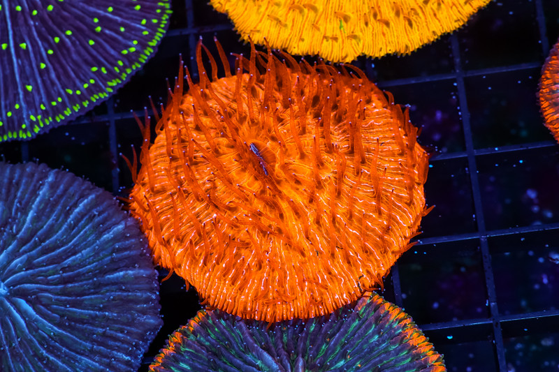 Magma Fungia Plate Coral WYSIWYG - SAQ Coral Farm