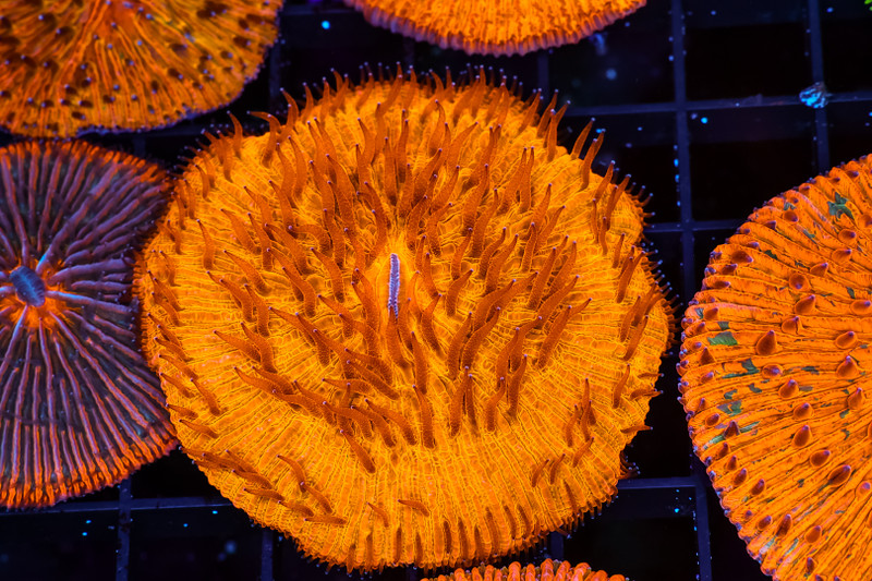 Magma Fungia Plate Coral WYSIWYG - SAQ Coral Farm
