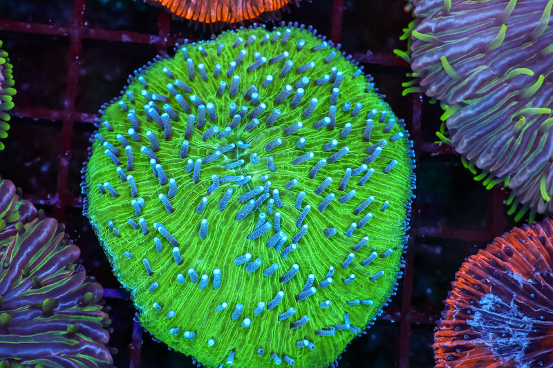 Teal Melon Fungia Plate Coral WYSIWYG - SAQ Coral Farm