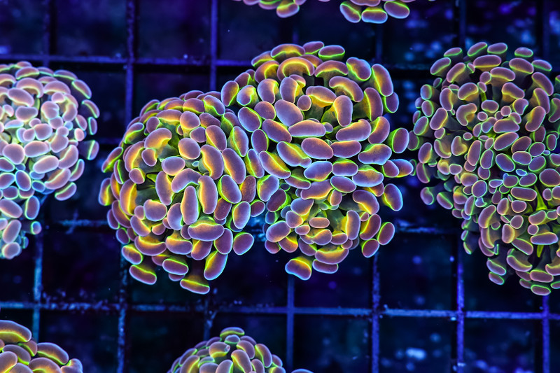 Tutti-Frutti Hammer WYSIWYG - SAQ Coral Farm