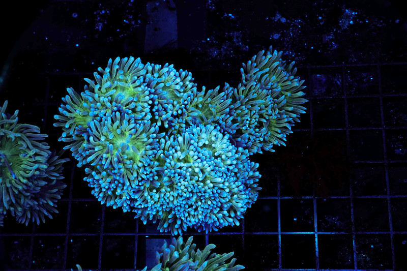 Duncan Colony WYSIWYG - SAQ Coral Farm