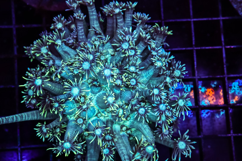 Teal Goniopora Colony WYSIWYG - SAQ Coral Farm