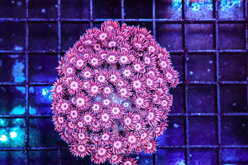 Pink Goniopora Colony WYSIWYG - SAQ Coral Farm