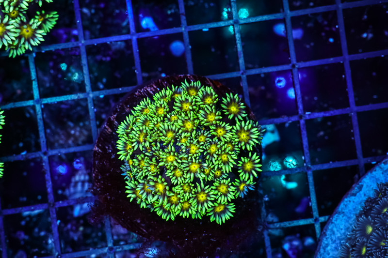 Green Hornet Goniopora Colony WYSIWYG - SAQ Coral Farm