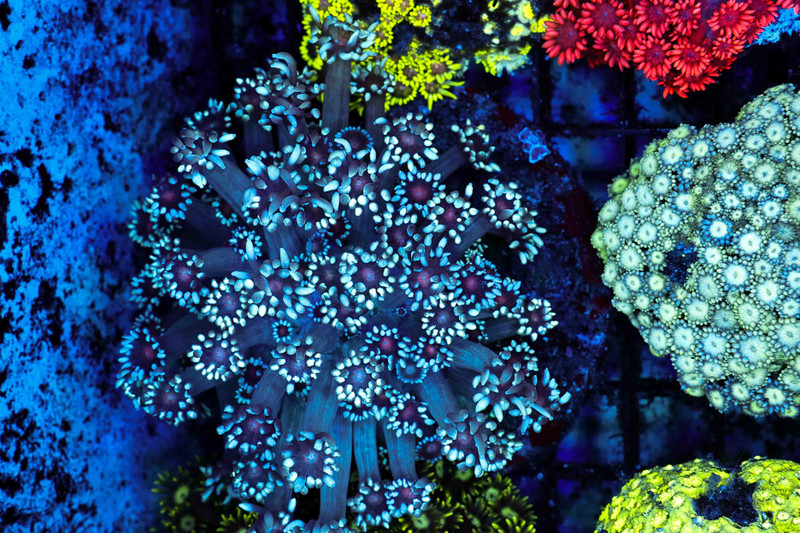 Blue Strike Goniopora Colony WYSIWYG - SAQ Coral Farm
