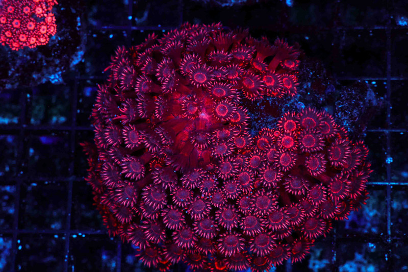 Heart Of Darkness Goniopora Colony WYSIWYG - SAQ Coral Farm