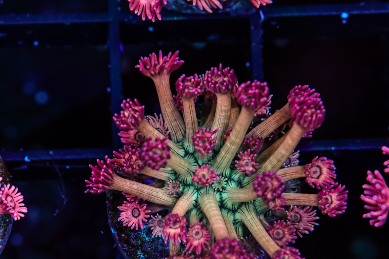 Juicy Fruit Goniopora WYSIWYG - SAQ Coral Farm