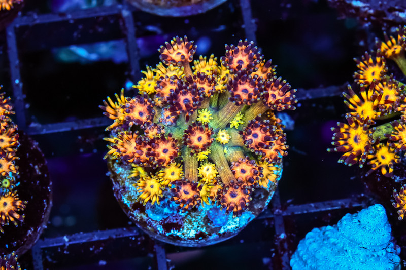 ULTRA Firecracker Goniopora WYSIWYG - SAQ Coral Farm