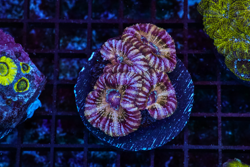 Dark Ring Asian Acan WYSIWYG - SAQ Coral Farm