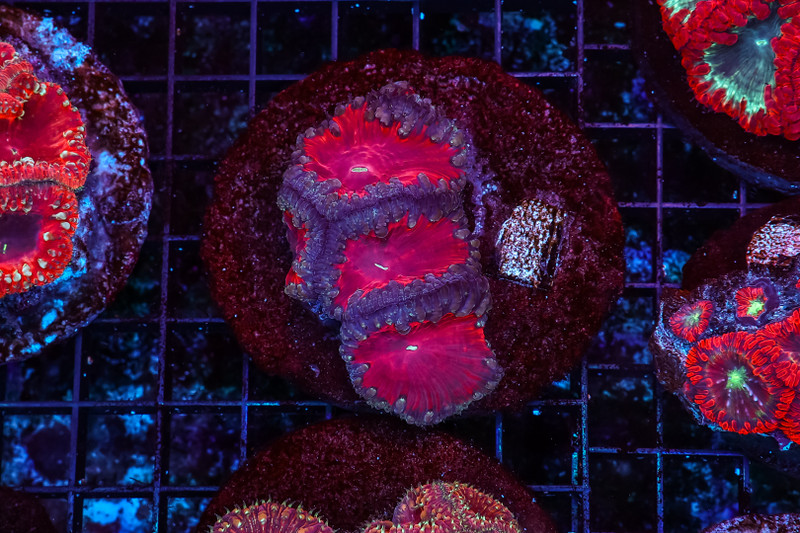 Dragon Blood Blastomussa WYSIWYG - SAQ Coral Farm