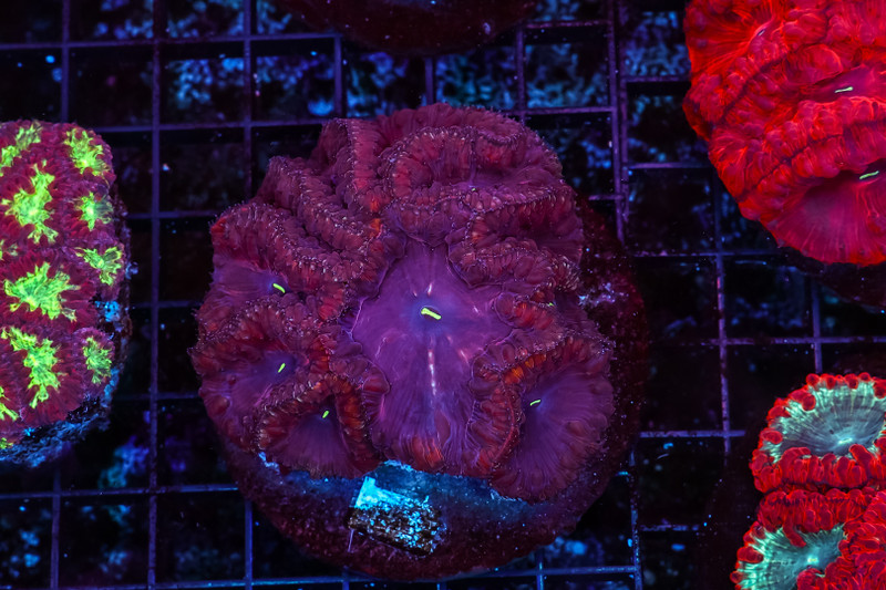 Burgundy Blastomussa Colony WYSIWYG - SAQ Coral Farm