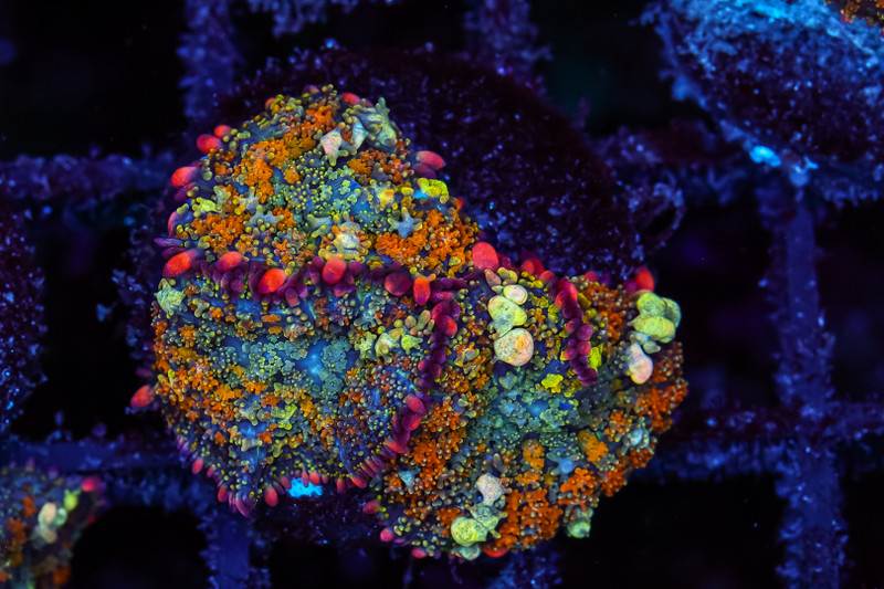 Aquacultured Bounce Mushroom Colony WYSIWYG - SAQ Coral Farm