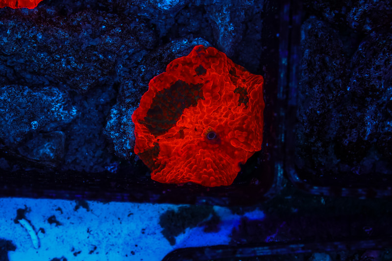 Darth Maul Jawbreaker WYSIWYG - SAQ Coral Farm