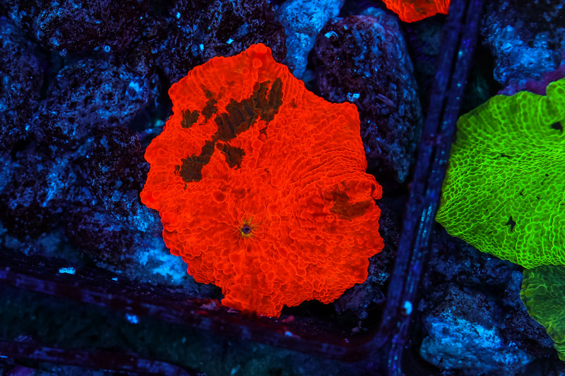 Darth Maul Jawbreaker WYSIWYG - SAQ Coral Farm