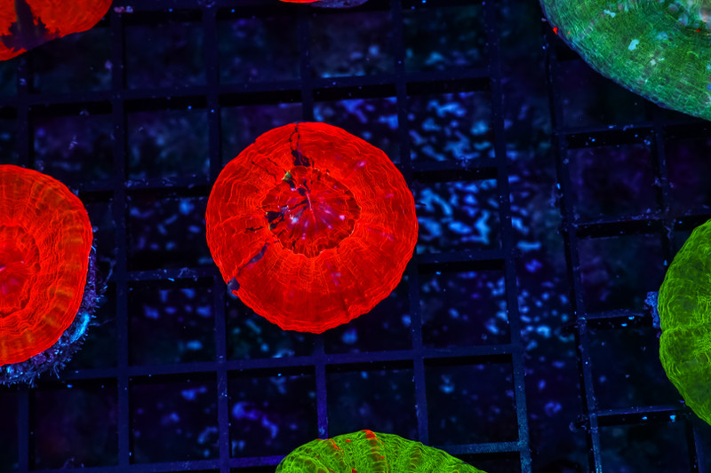Radiant Red Scoly WYSIWYG - SAQ Coral Farm