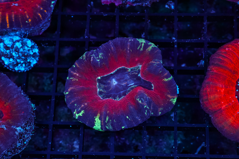 Purple Scoly WYSIWYG - SAQ Coral Farm