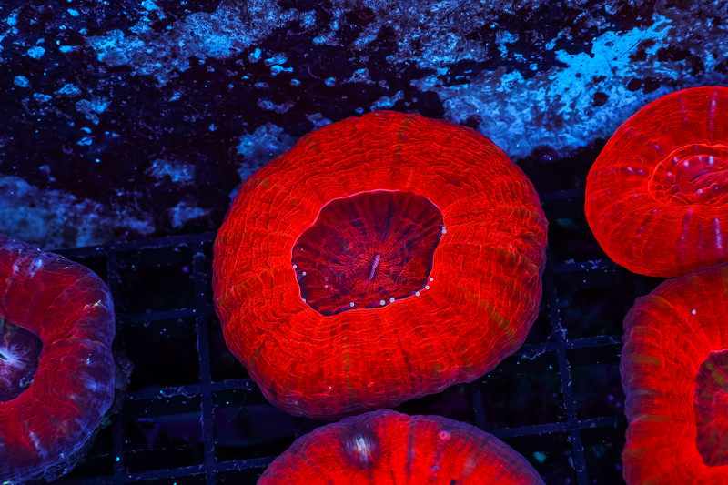 Vibrant Red Scoly WYSIWYG - SAQ Coral Farm