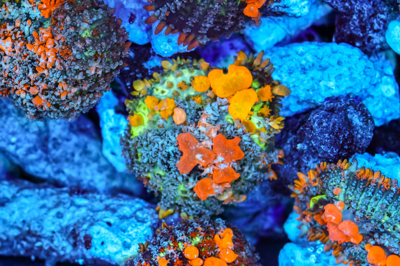 Sunkist Bounce Mushroom WYSIWYG - SAQ Coral Farm
