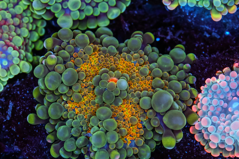 Camo Yuma Mushroom WYSIWYG - SAQ Coral Farm