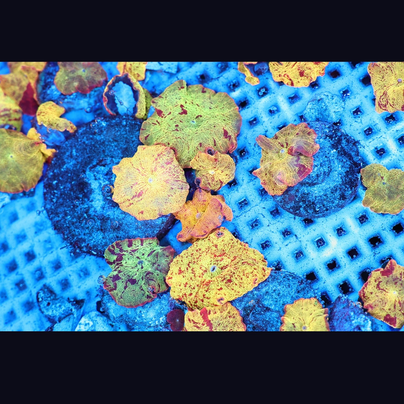 Mystery Jawbreaker Discosoma Mushroom - SAQ Coral Farm