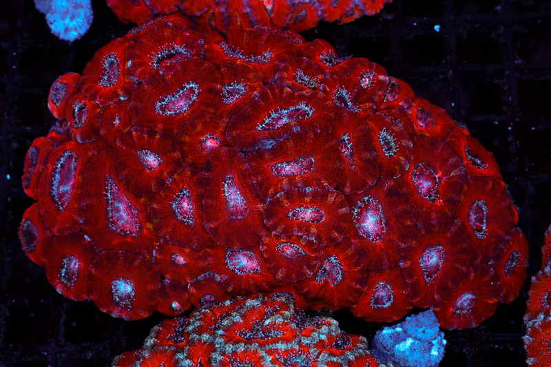 Red Wine Acan Colony WYSIWYG - SAQ Coral Farm