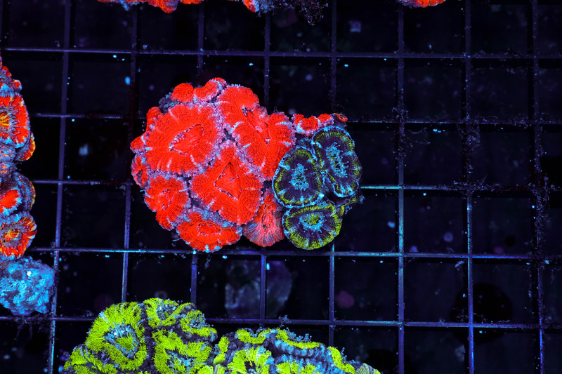Red And Green Acan WYSIWYG - SAQ Coral Farm