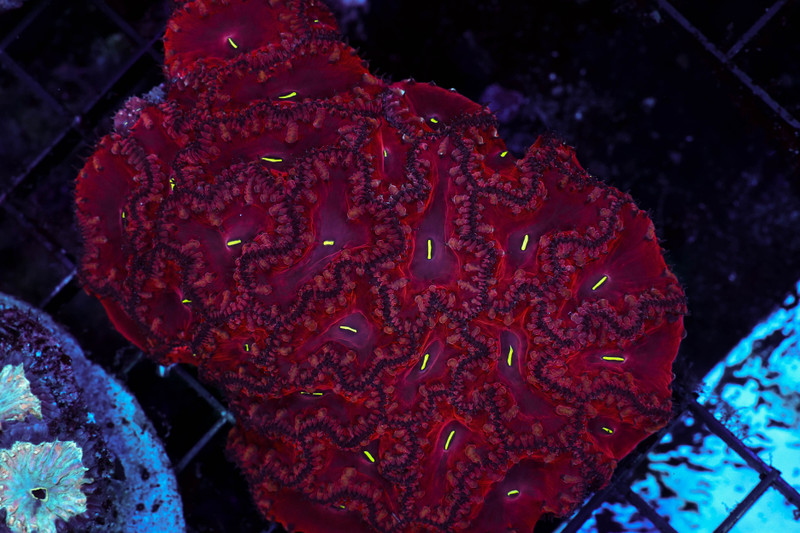 Burgundy Blastomussa Colony WYSIWYG - SAQ Coral Farm