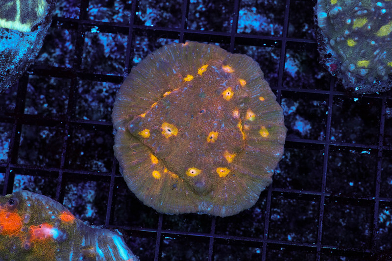 Burnt Pizza Chalice WYSIWYG - SAQ Coral Farm