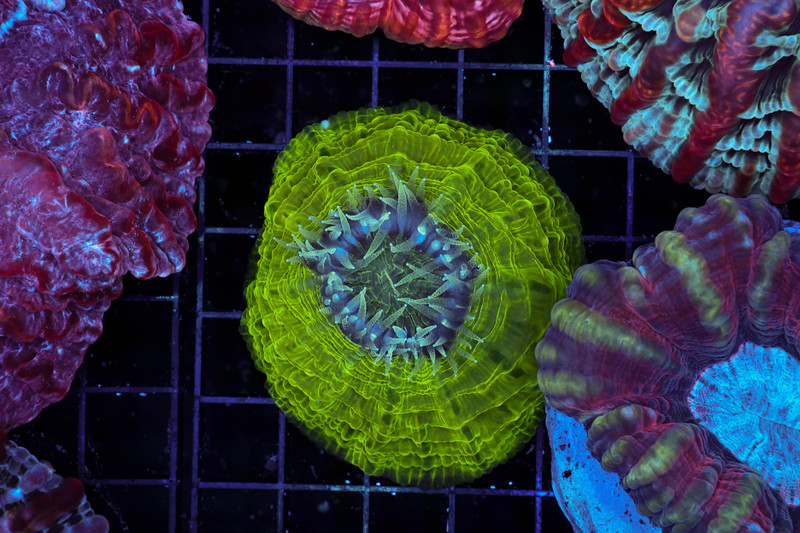 Melon Cynarina WYSIWYG - SAQ Coral Farm