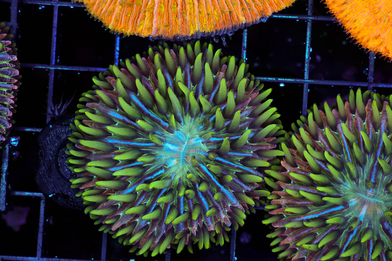 Jungle Fungia Plate Coral WYSIWYG - SAQ Coral Farm