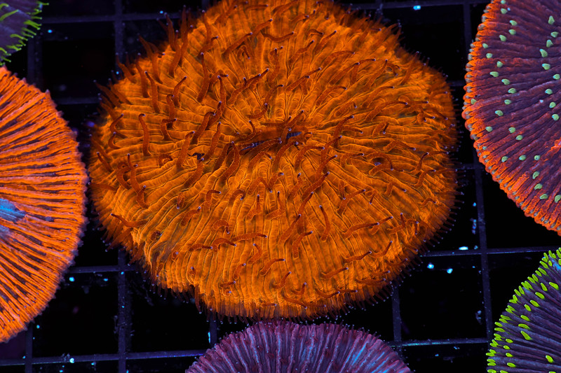 Heat Wave Fungia Plate Coral WYSIWYG - SAQ Coral Farm