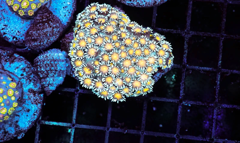 Yellow Daisy Goniopora Colony WYSIWYG - SAQ Coral Farm