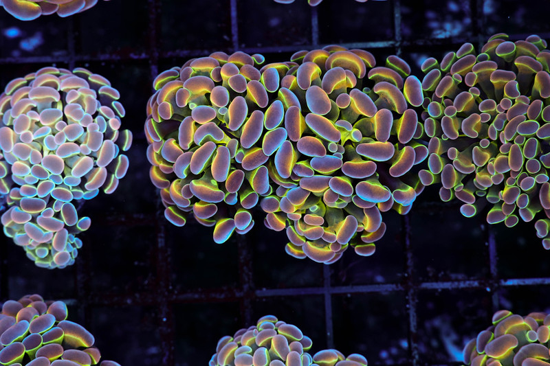 Tutti Frutti Hammer WYSIWYG - SAQ Coral Farm