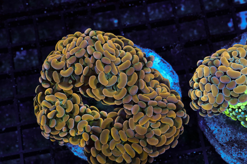 Gold Hammer Colony WYSIWYG - SAQ Coral Farm
