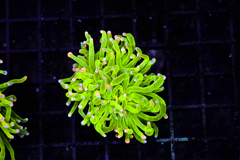 Holy Grail Torch WYSIWYG - SAQ Coral Farm