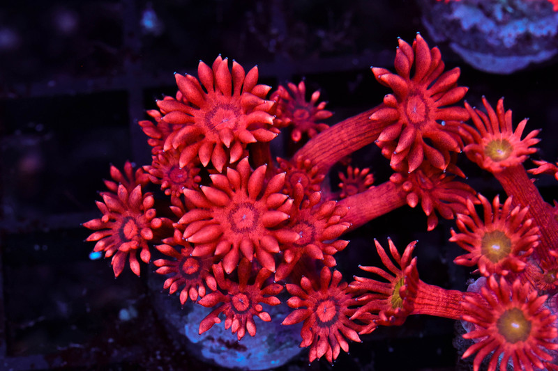 Red Aussie Goniopora WYSIWYG - SAQ Coral Farm