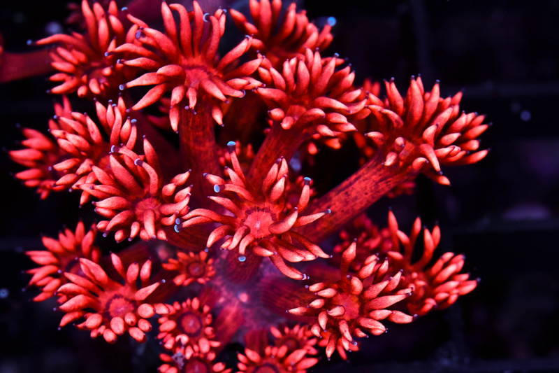 Red Aussie Goniopora WYSIWYG - SAQ Coral Farm