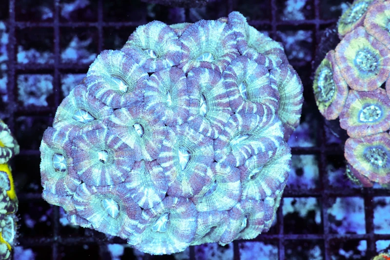 Blue Ice Asian Acan Colony WYSIWYG - SAQ Coral Farm