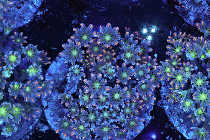 Firework Clove Colony WYSIWYG - SAQ Coral Farm