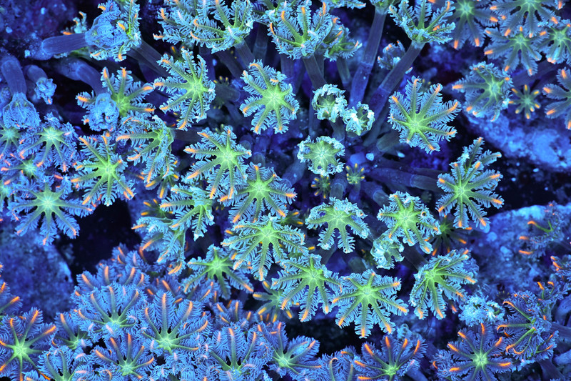 Neon Green Clove Colony WYSIWYG - SAQ Coral Farm