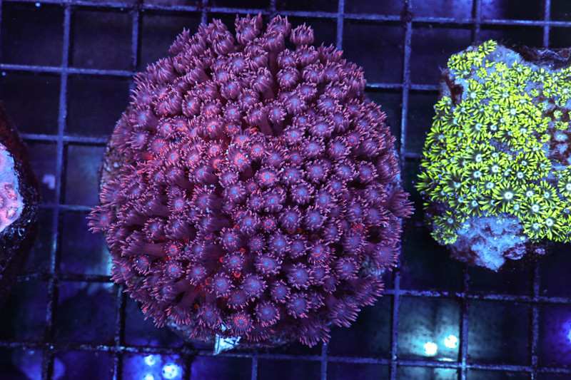 Purple Goniopora Colony WYSIWYG - SAQ Coral Farm
