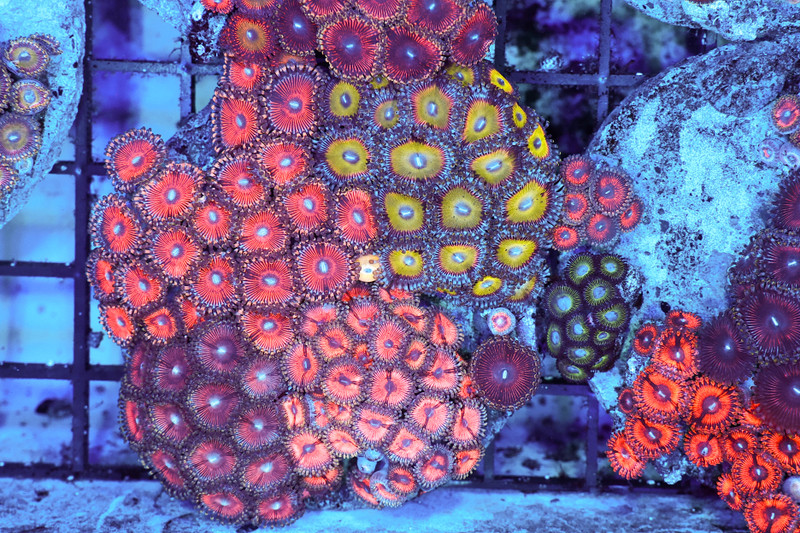 Zoanthid Combo Rock Colony WYSIWYG - SAQ Coral Farm