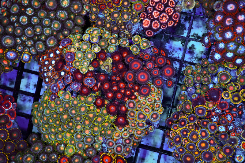 Zoanthid Combo Rock Colony WYSIWYG - SAQ Coral Farm