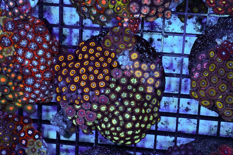Zoanthid Combo Rock Colony WYSIWYG - SAQ Coral Farm
