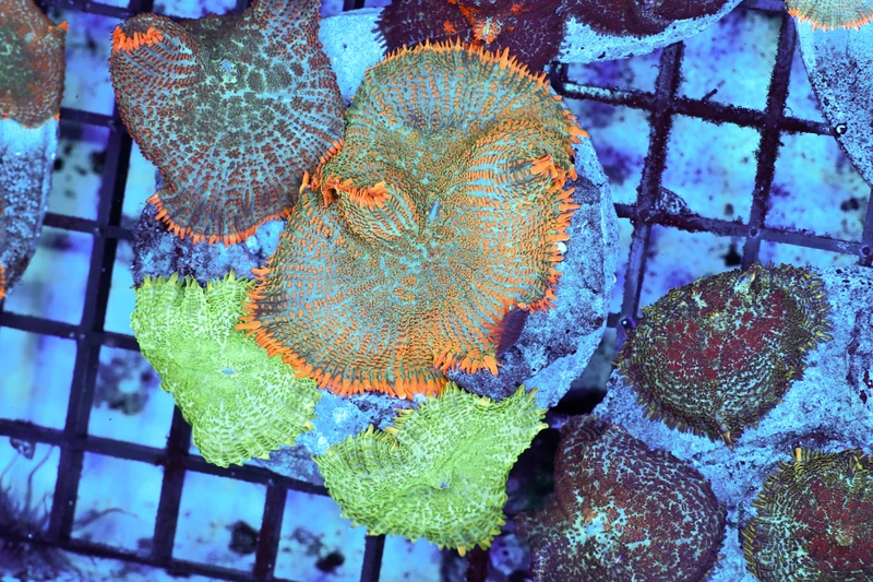 Rhodactis Mushroom Colony WYSIWYG - SAQ Coral Farm